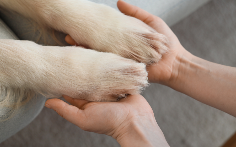 Healing Paws
