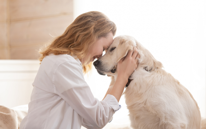 Shelter Partner