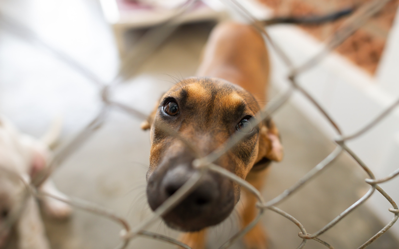 Shelter Supporter