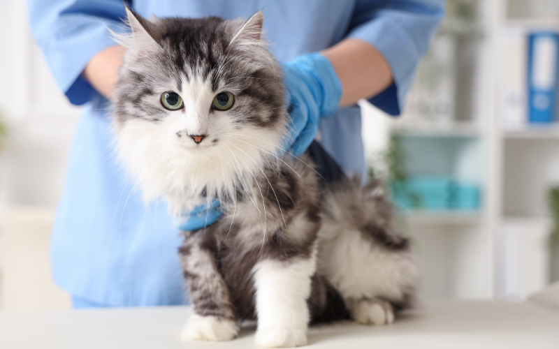 Spay It Forward